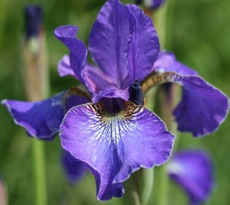 Iris sibirica 'Ever Again'